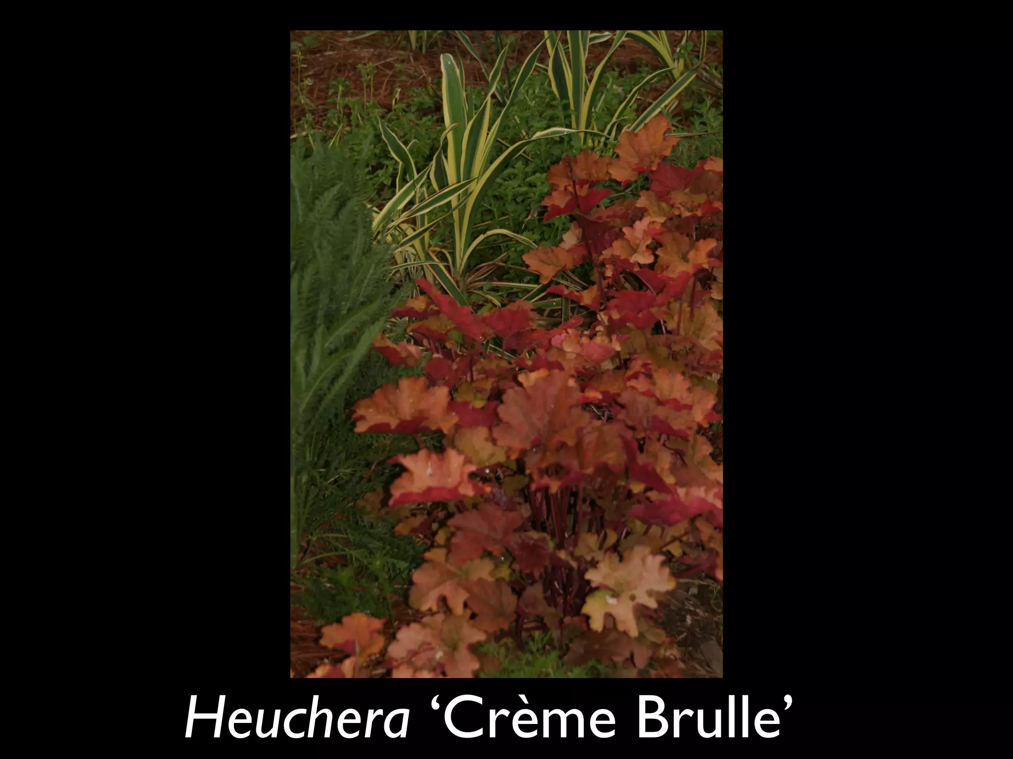 Heuchera  ‘Crème Brulle’   