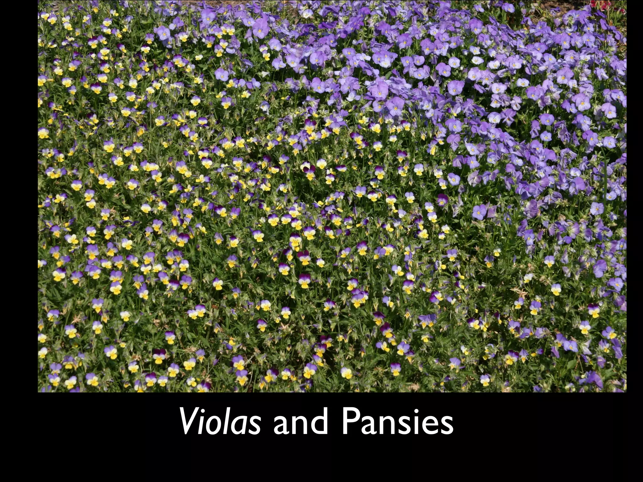 Violas  and   Pansies   