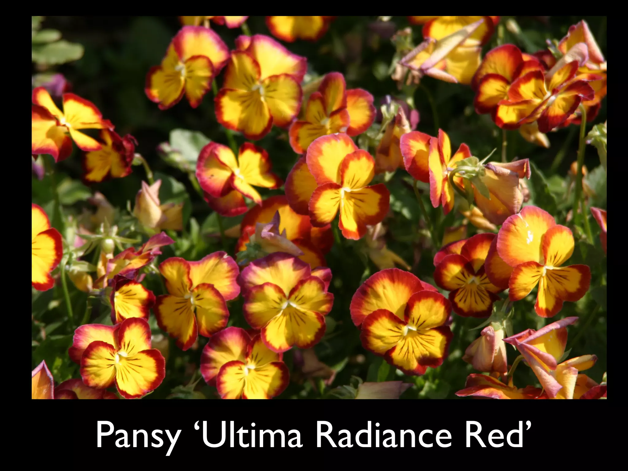 Pansy ‘Ultima Radiance Red’  