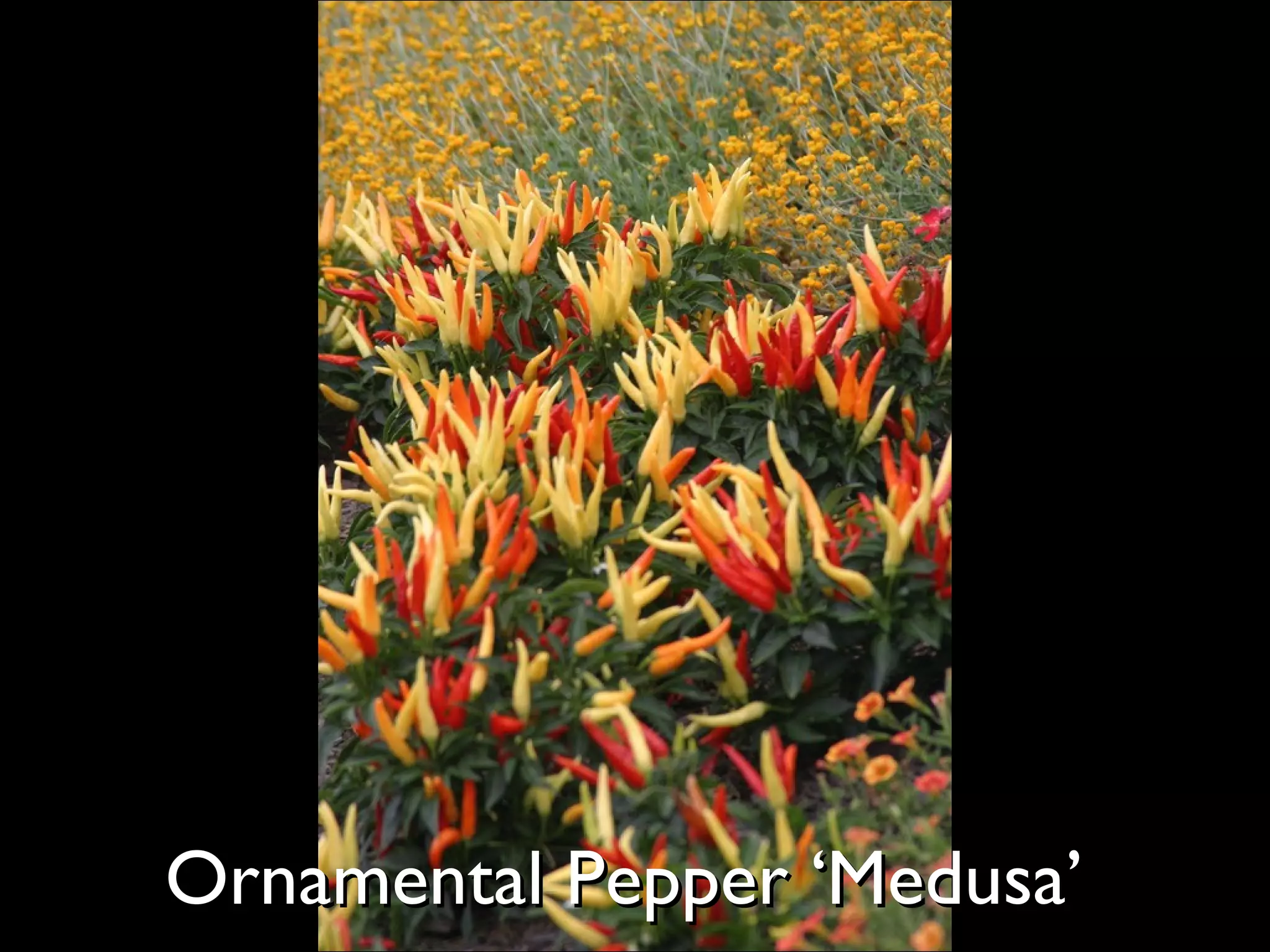 Ornamental Pepper ‘Medusa’  
