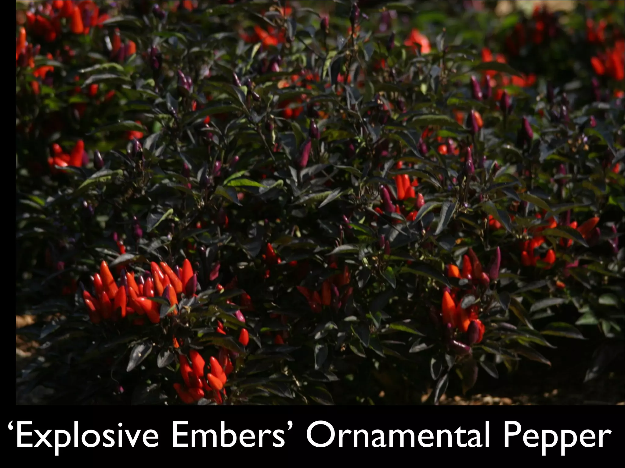 ‘ Explosive Embers’ Ornamental Pepper 