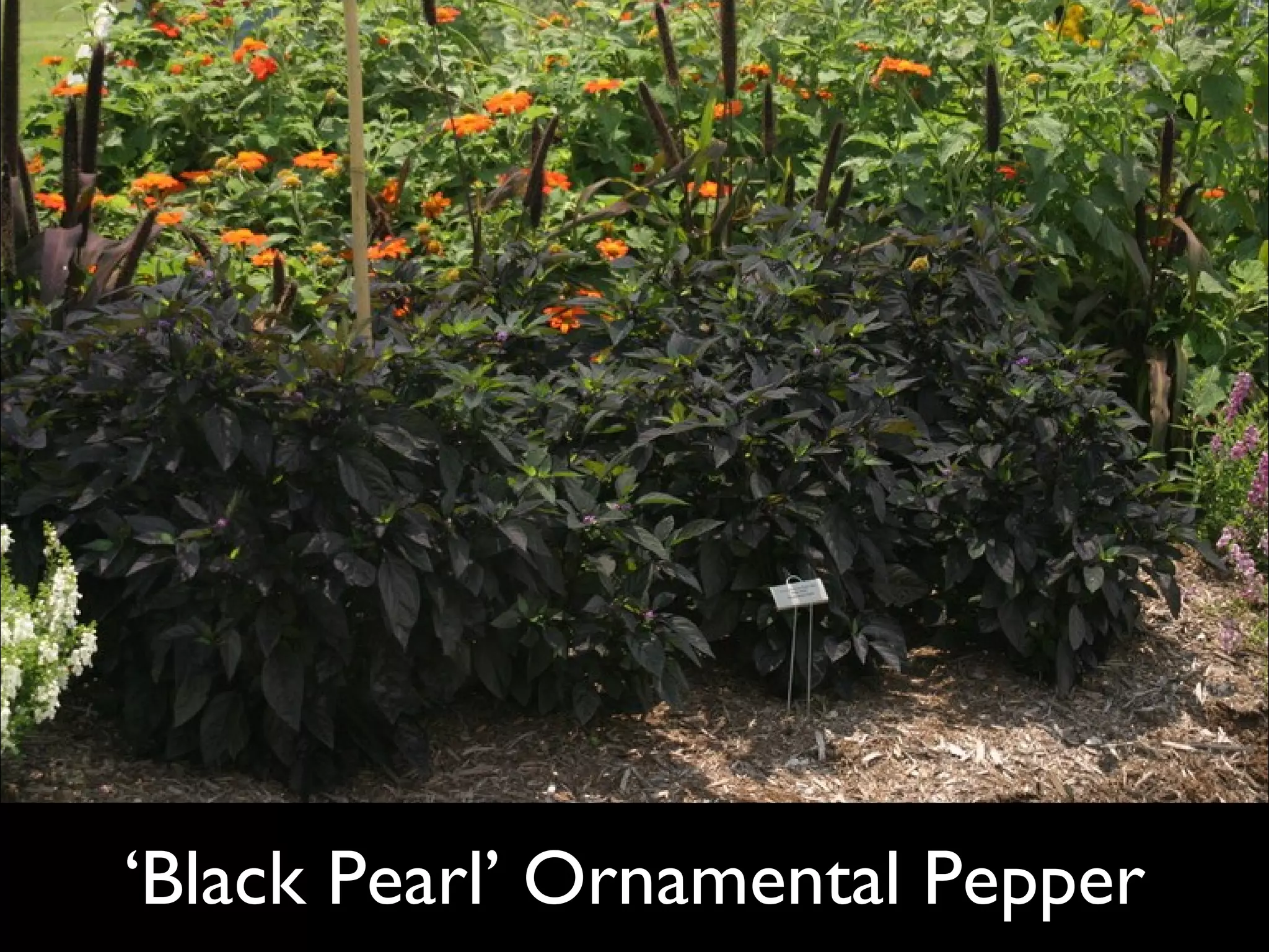 ‘ Black Pearl’ Ornamental Pepper  