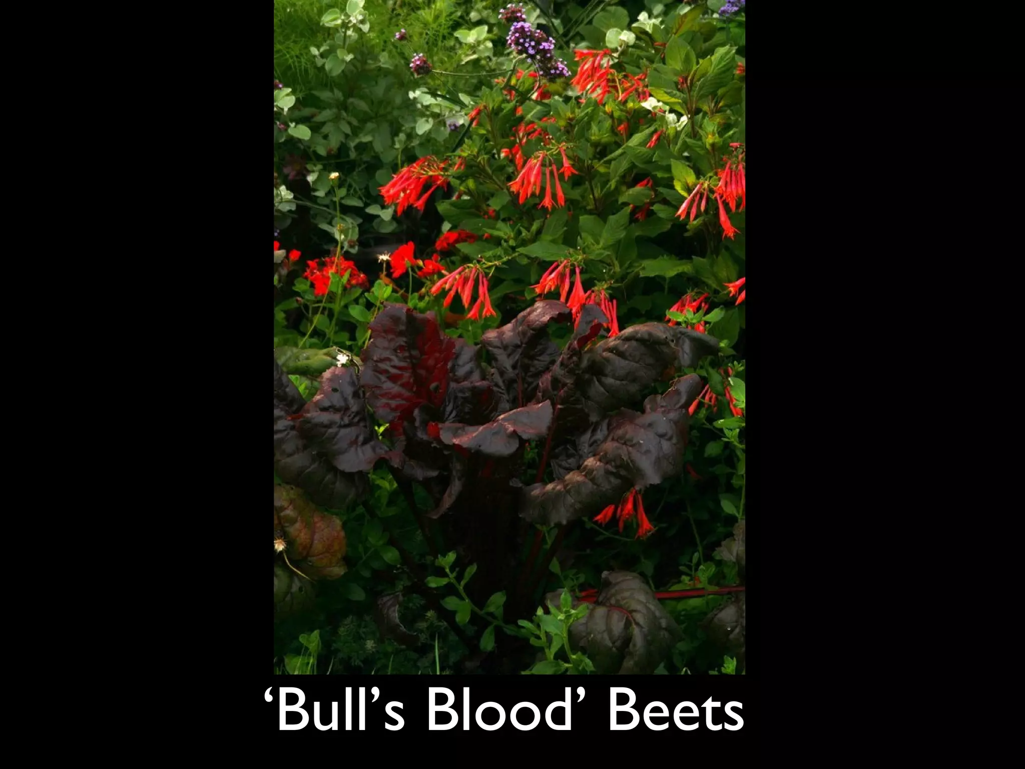‘ Bull’s Blood’ Beets  