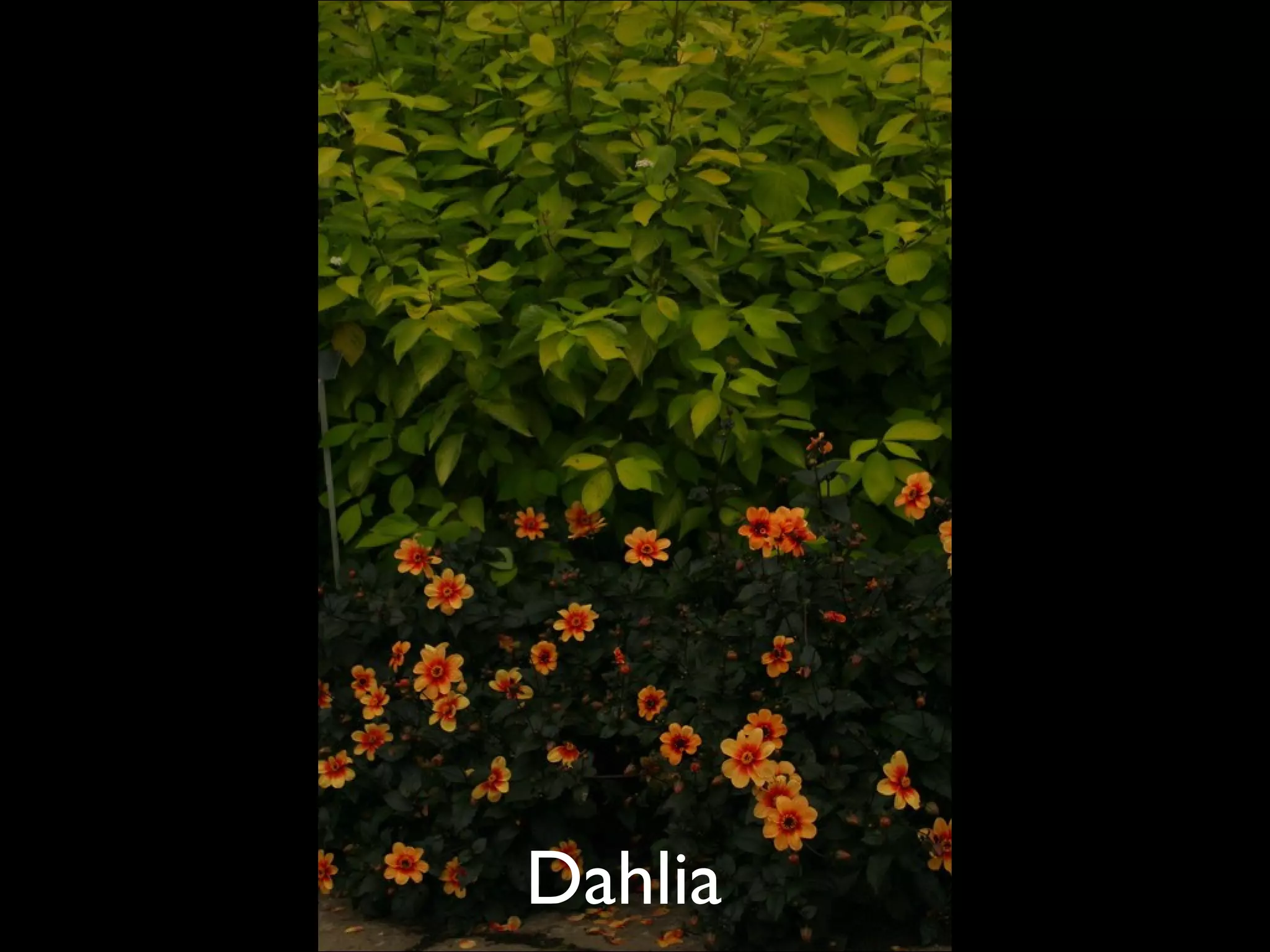 Dahlia  