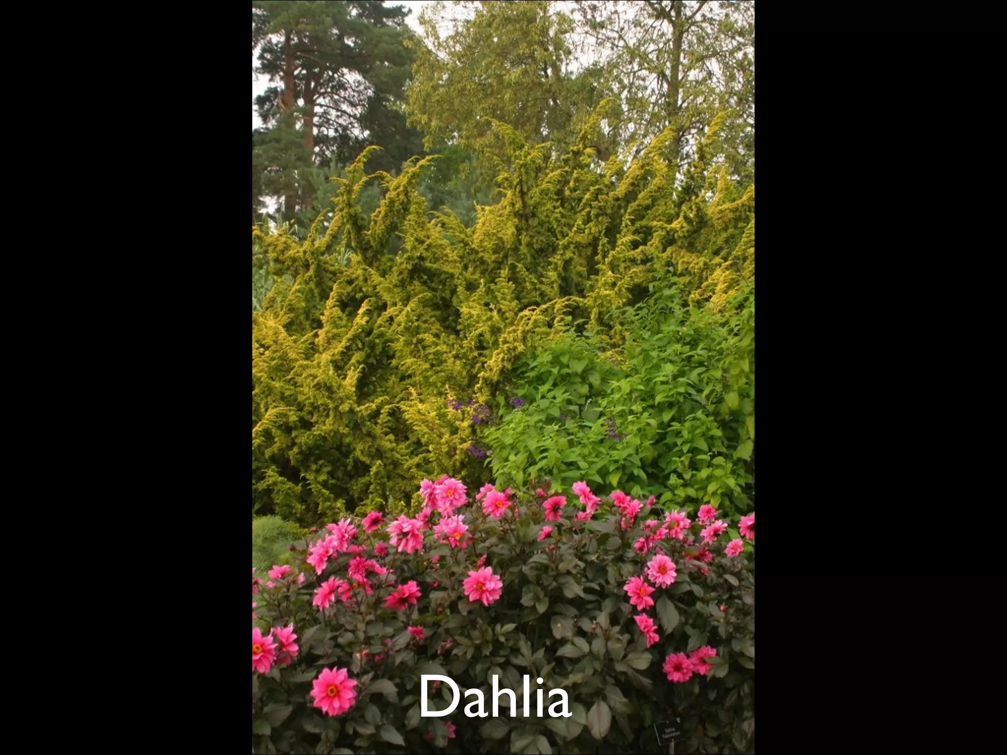 Dahlia  