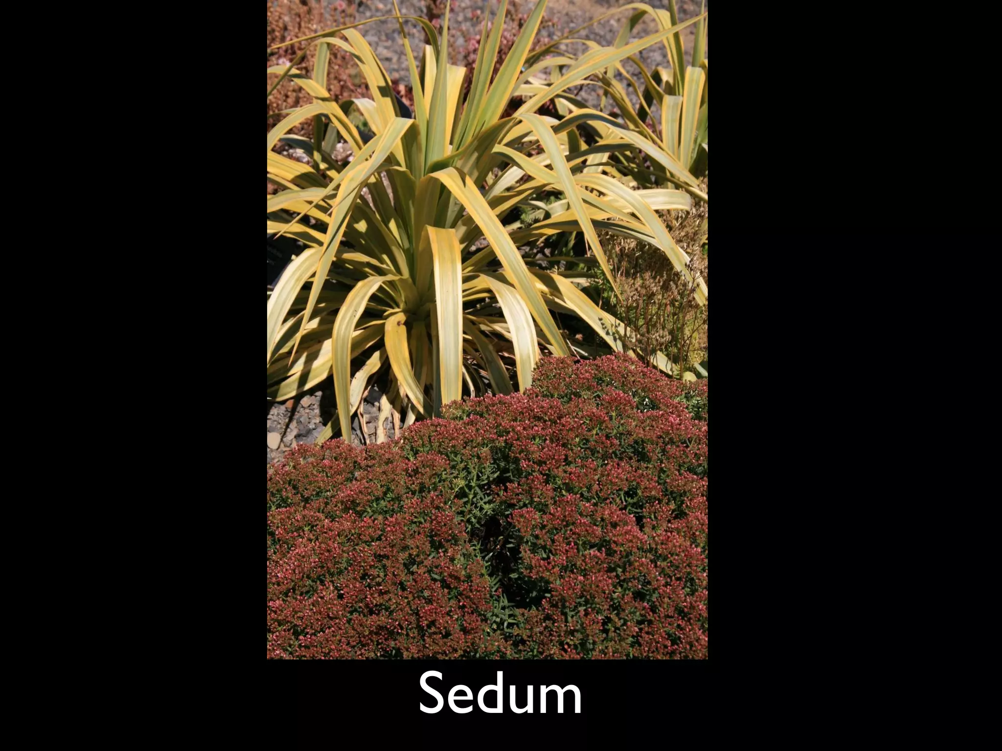 Sedum   