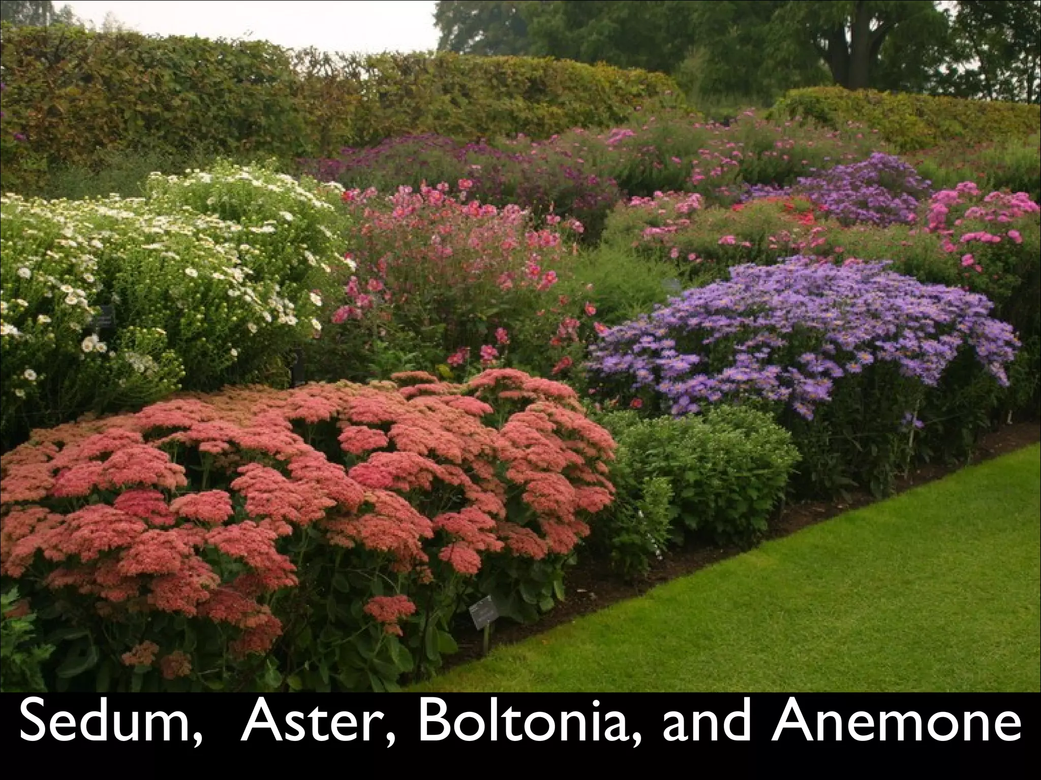 Sedum,  Aster, Boltonia, and Anemone  