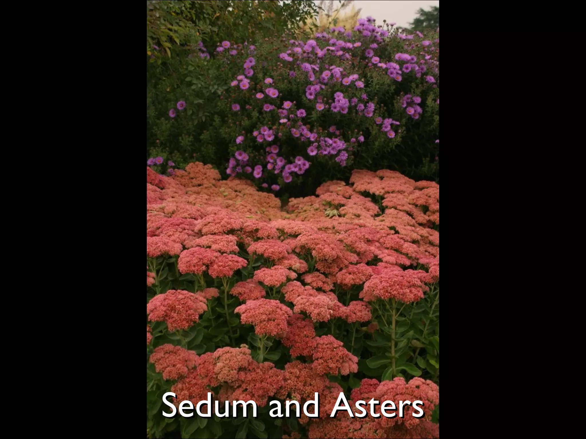 Sedum and Asters  