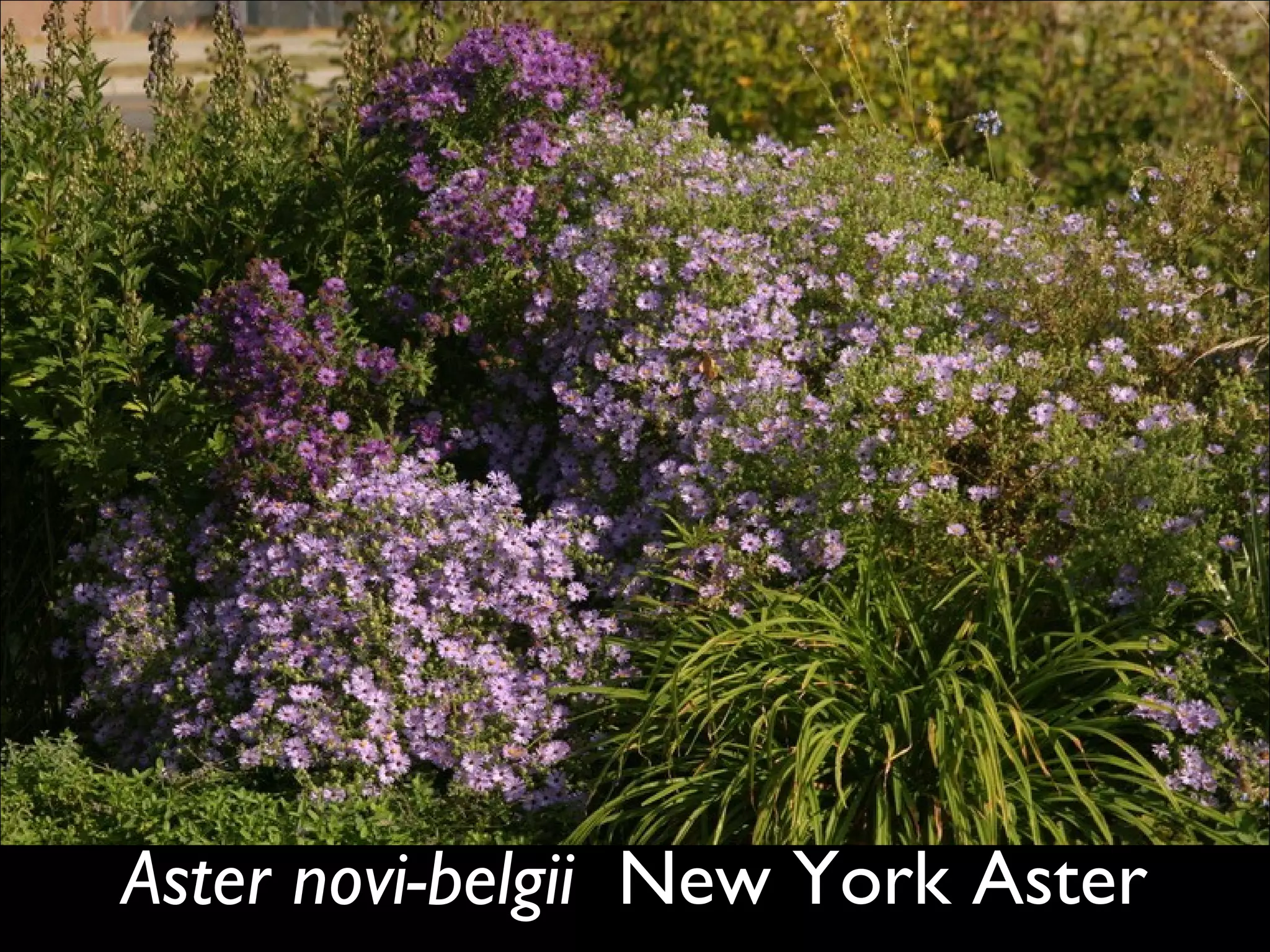 Aster novi-belgii   New York Aster  