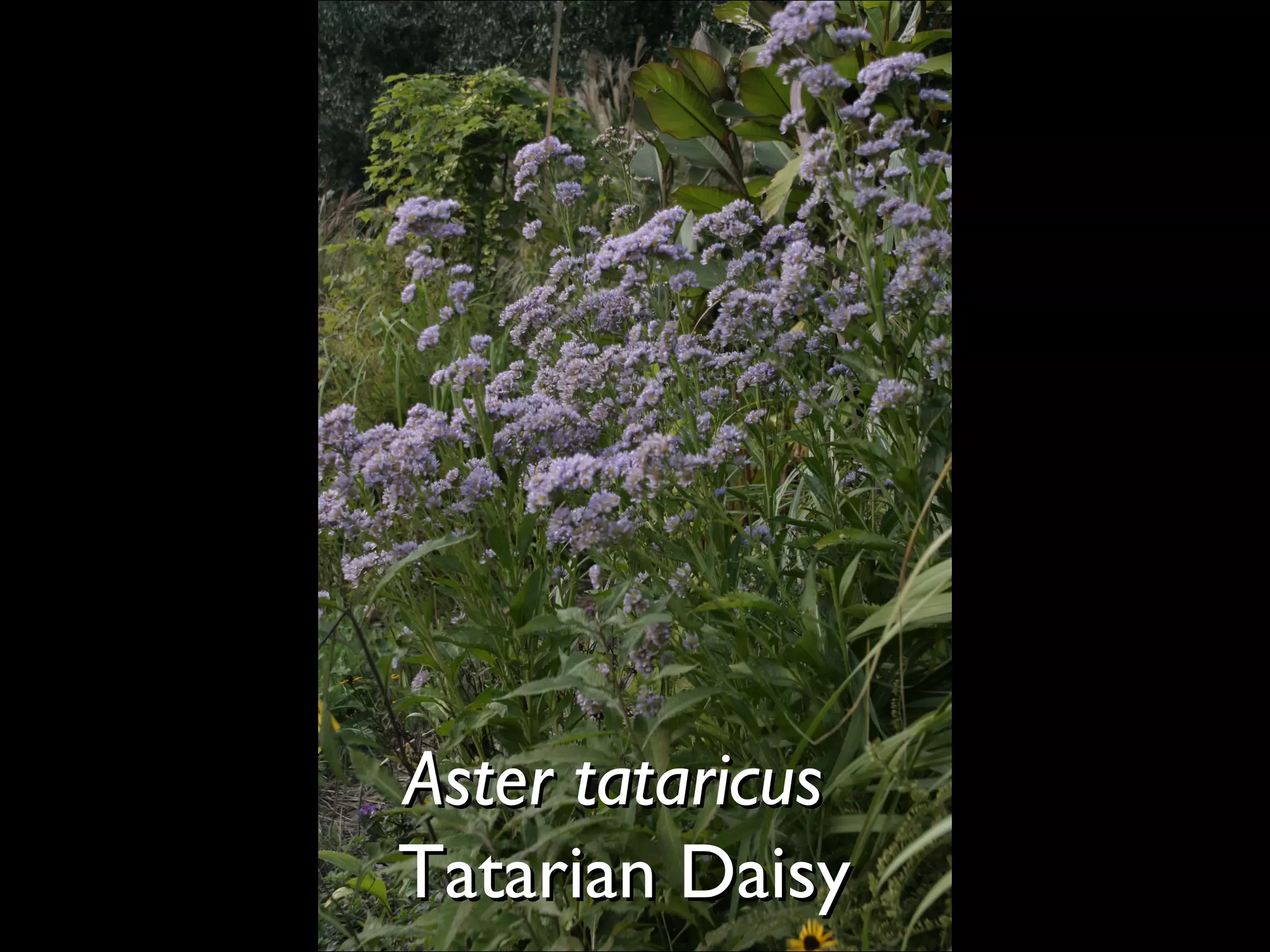 Aster tataricus  Tatarian Daisy  