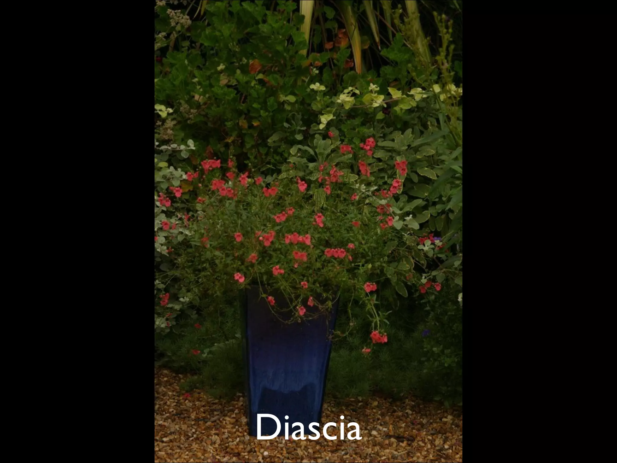 Diascia  