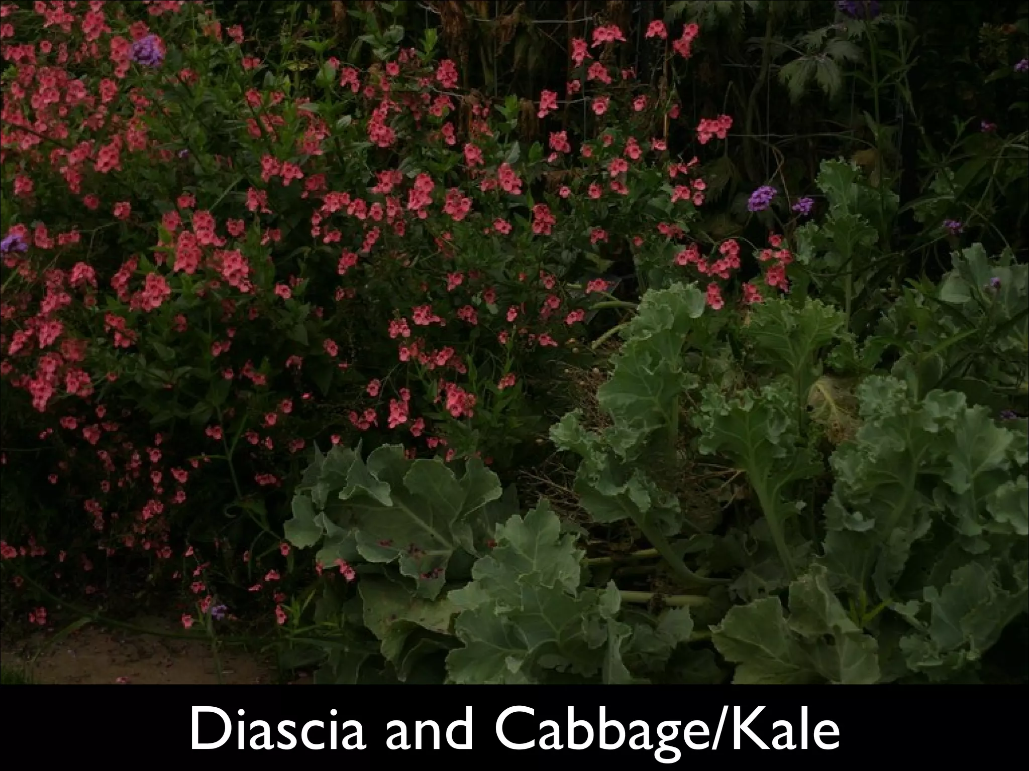 Diascia and Cabbage/Kale  