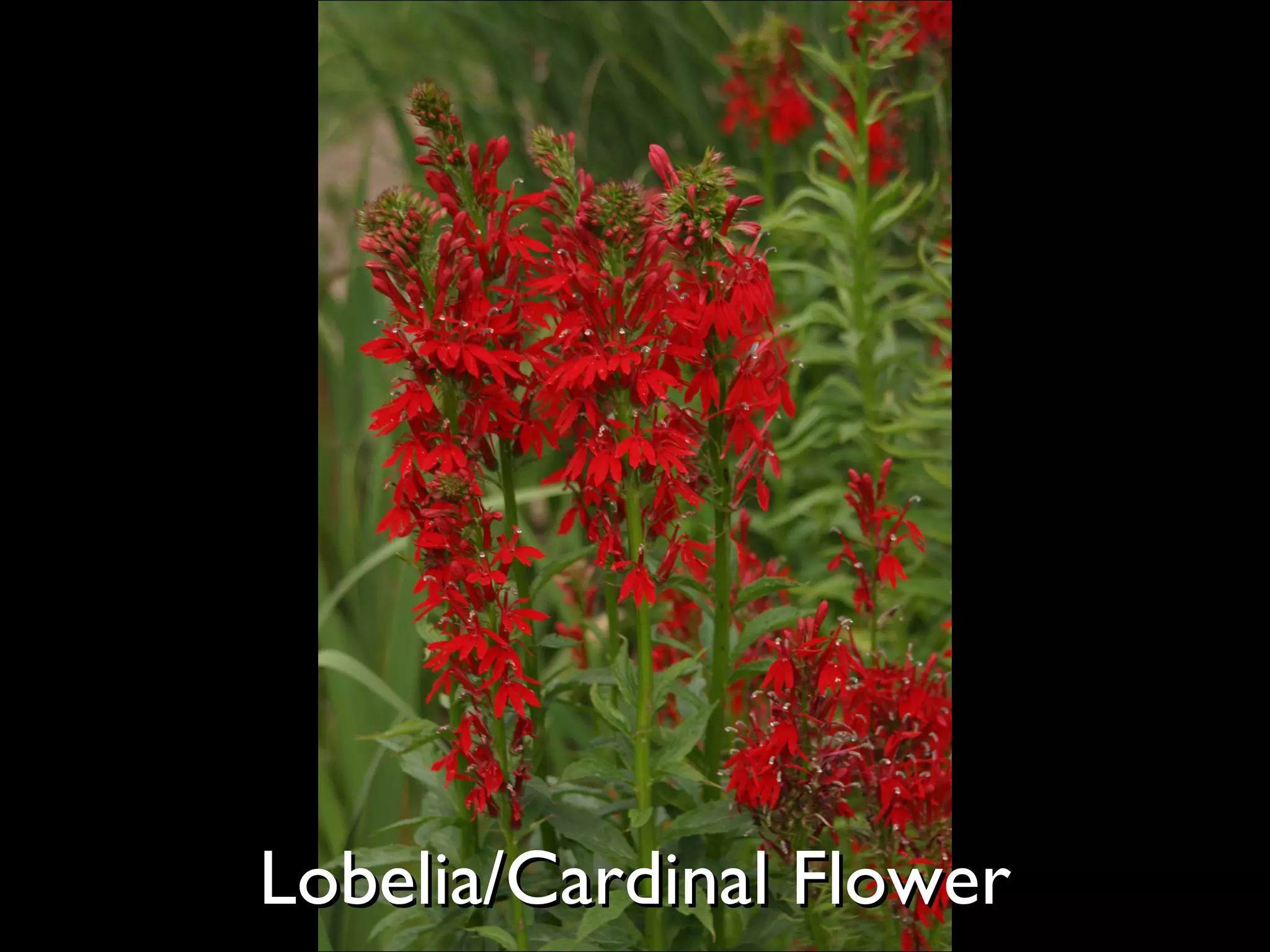 Lobelia/Cardinal Flower  