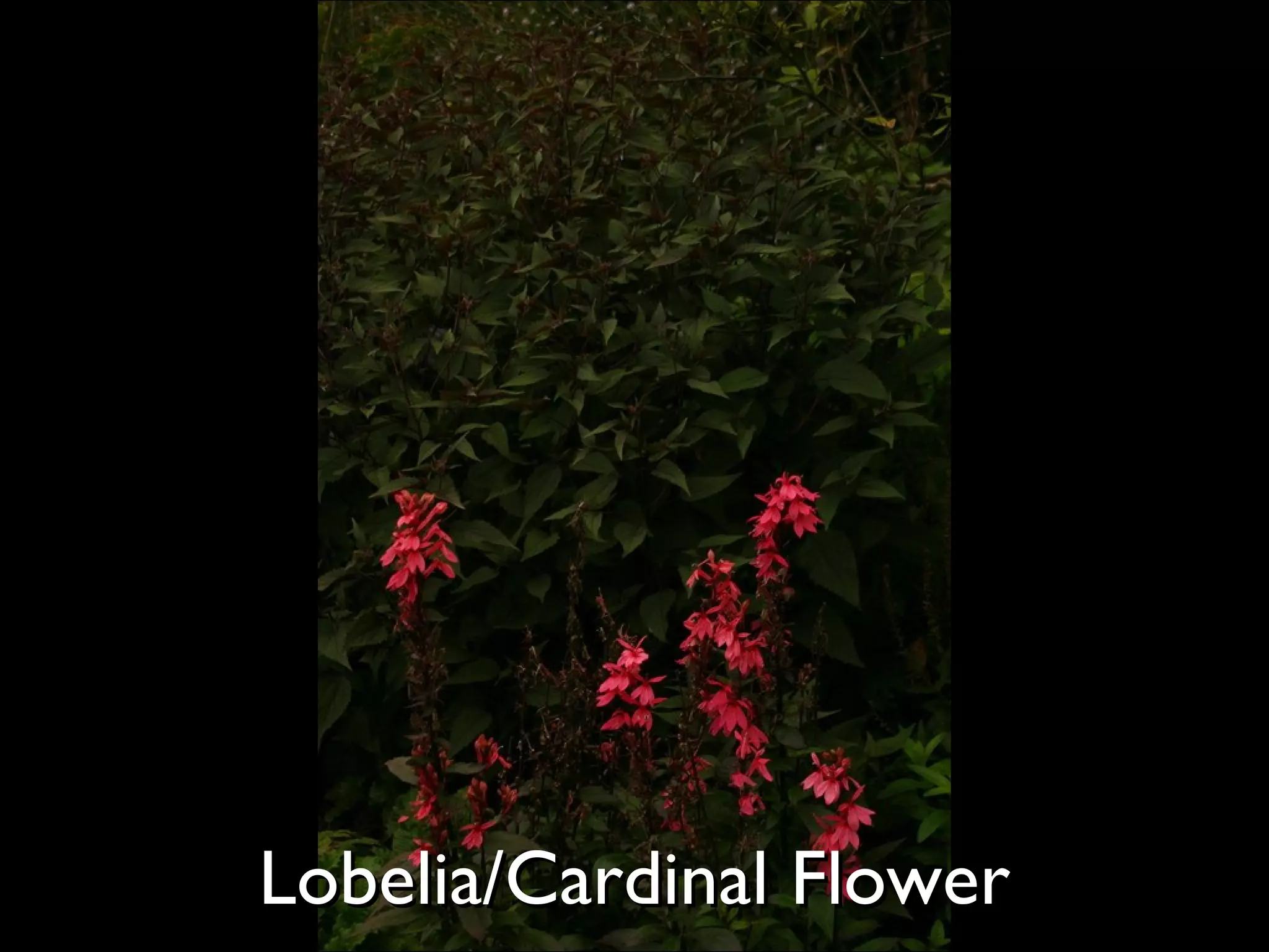 Lobelia/Cardinal Flower  