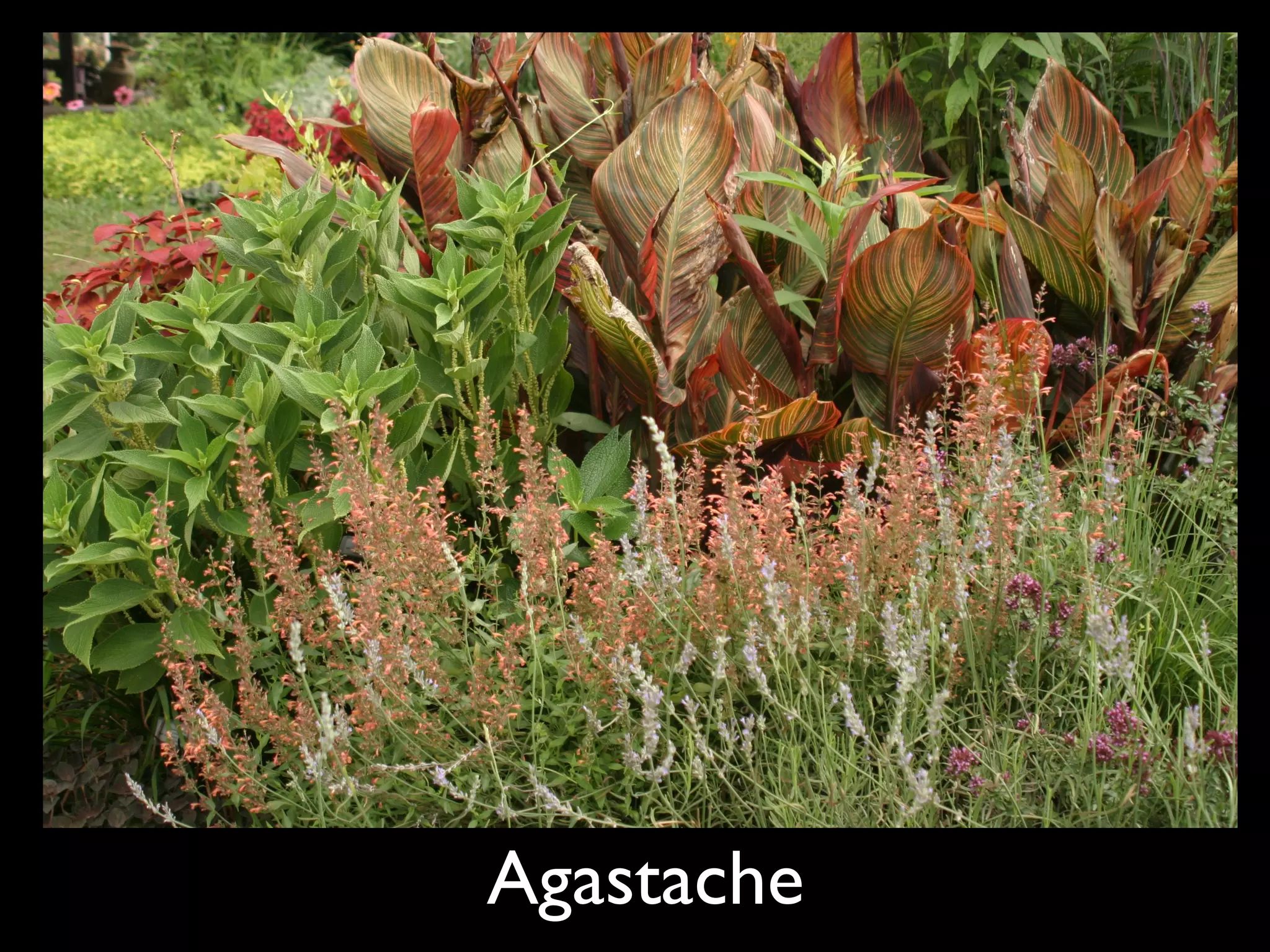 Agastache 