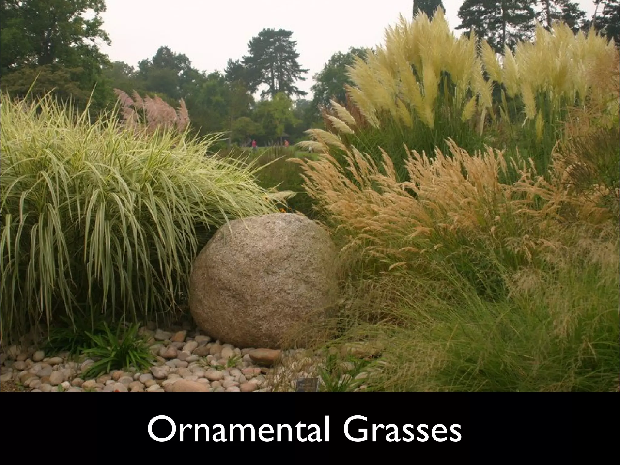 Ornamental Grasses  