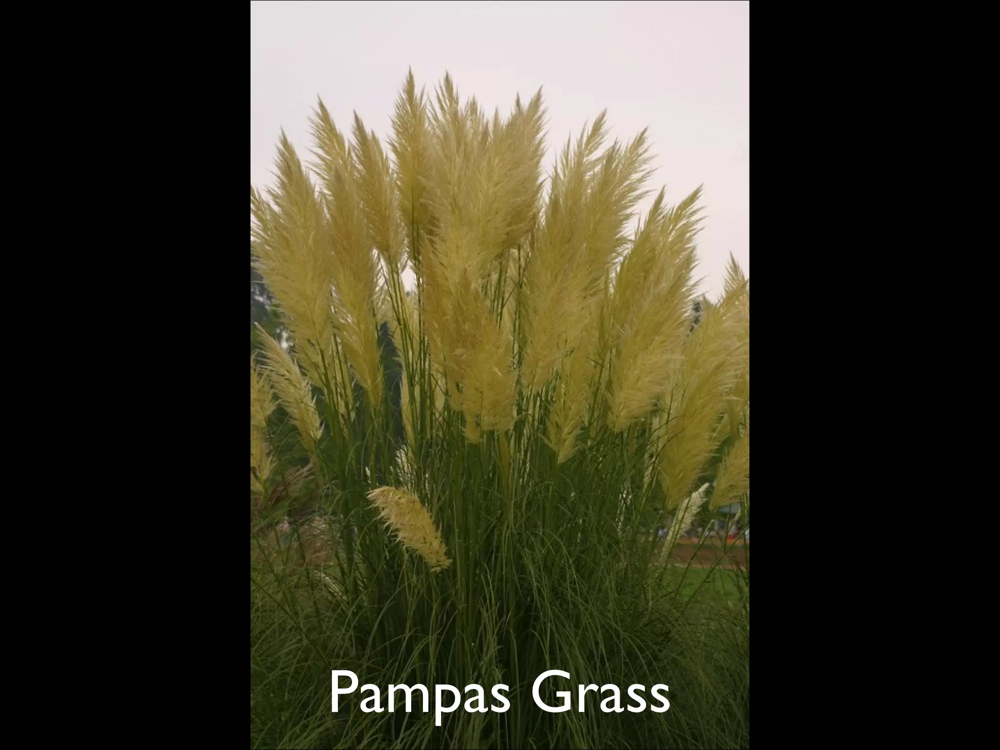 Pampas Grass  