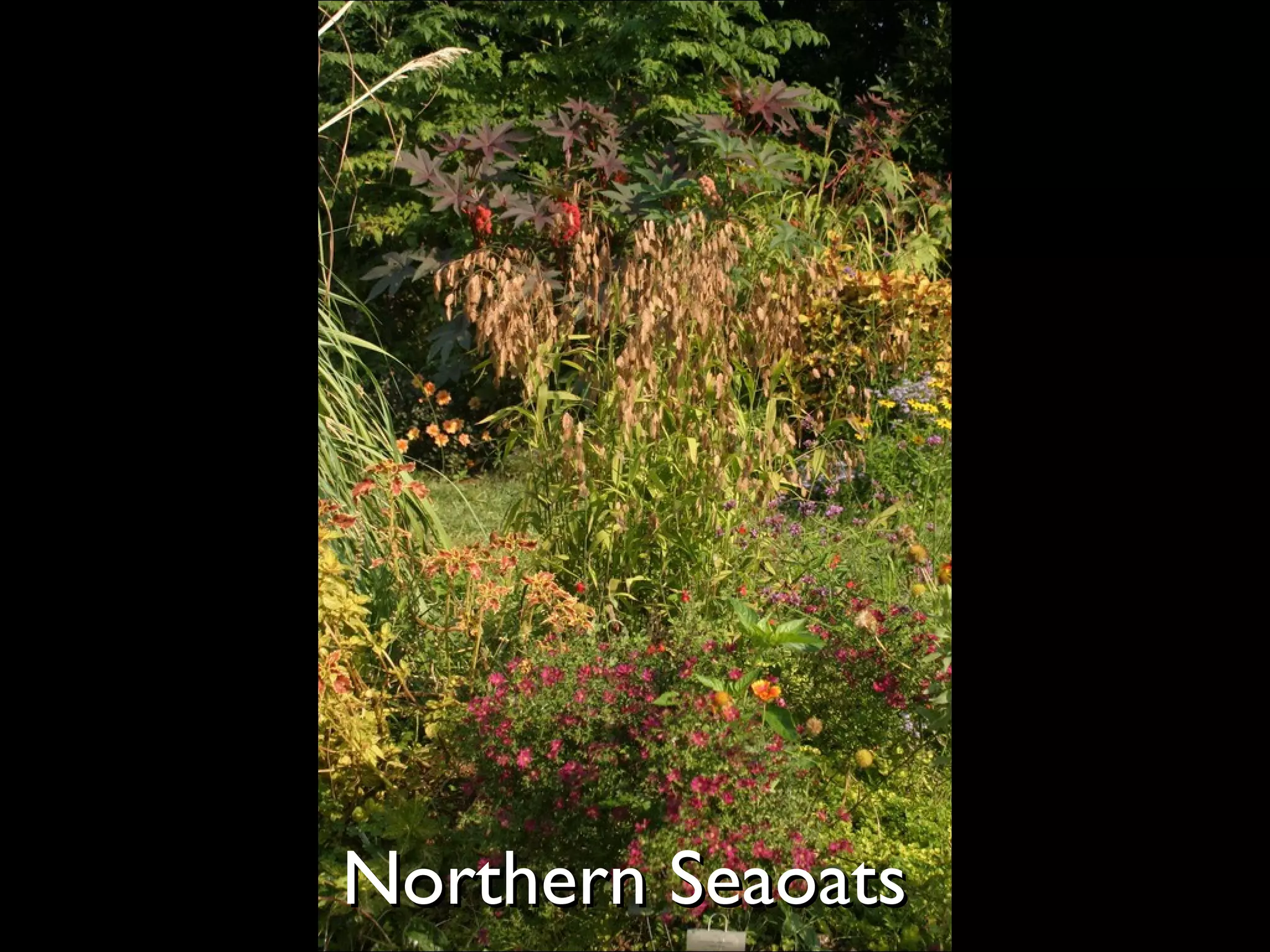 Northern Seaoats  