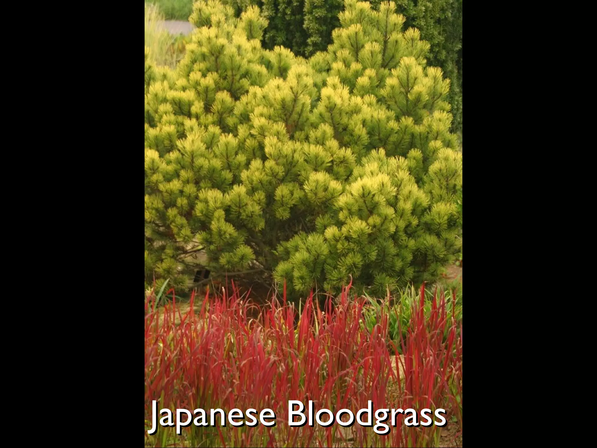 Japanese Bloodgrass   