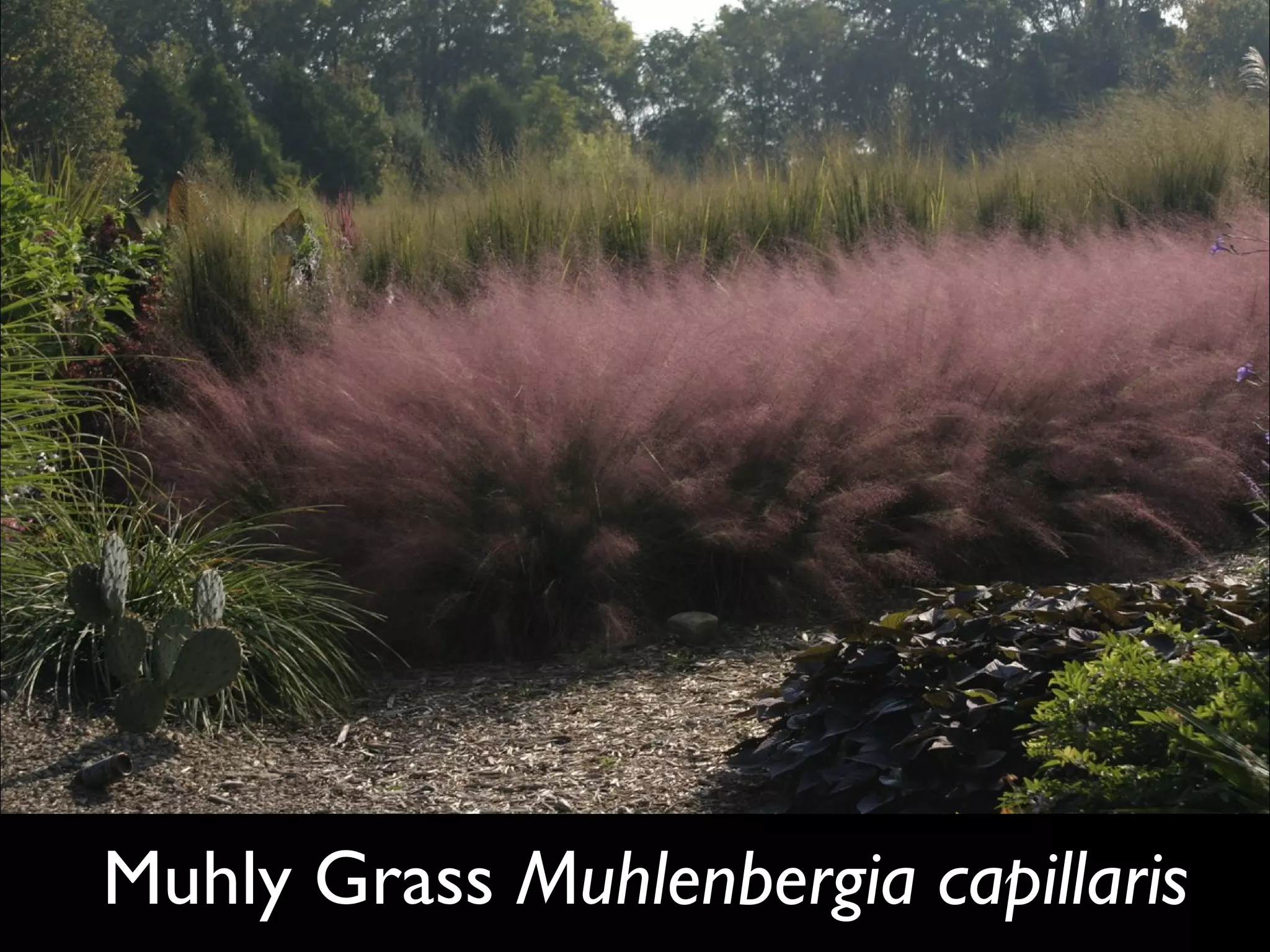 Muhly Grass  Muhlenbergia capillaris 