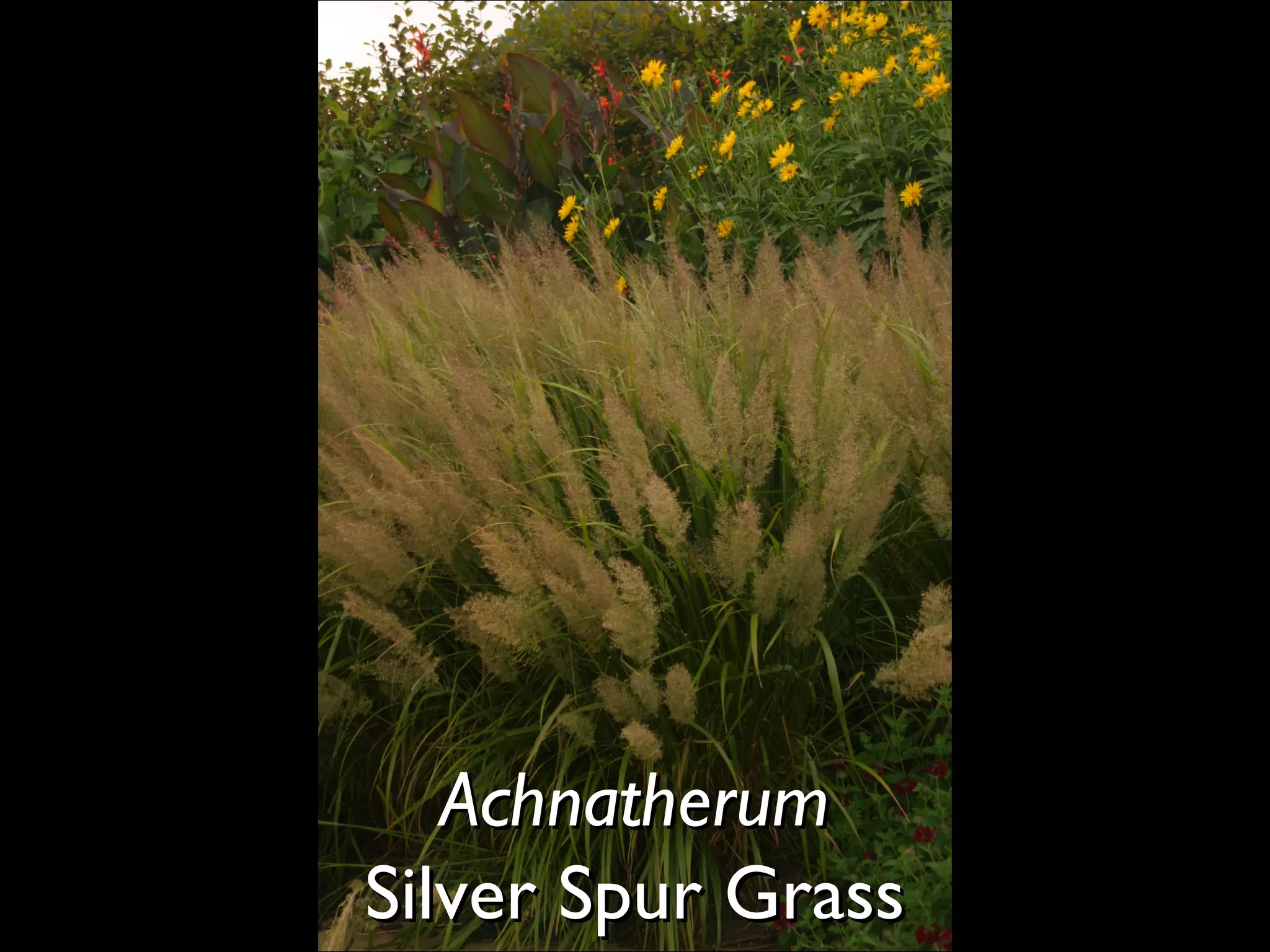 Achnatherum  Silver Spur Grass  