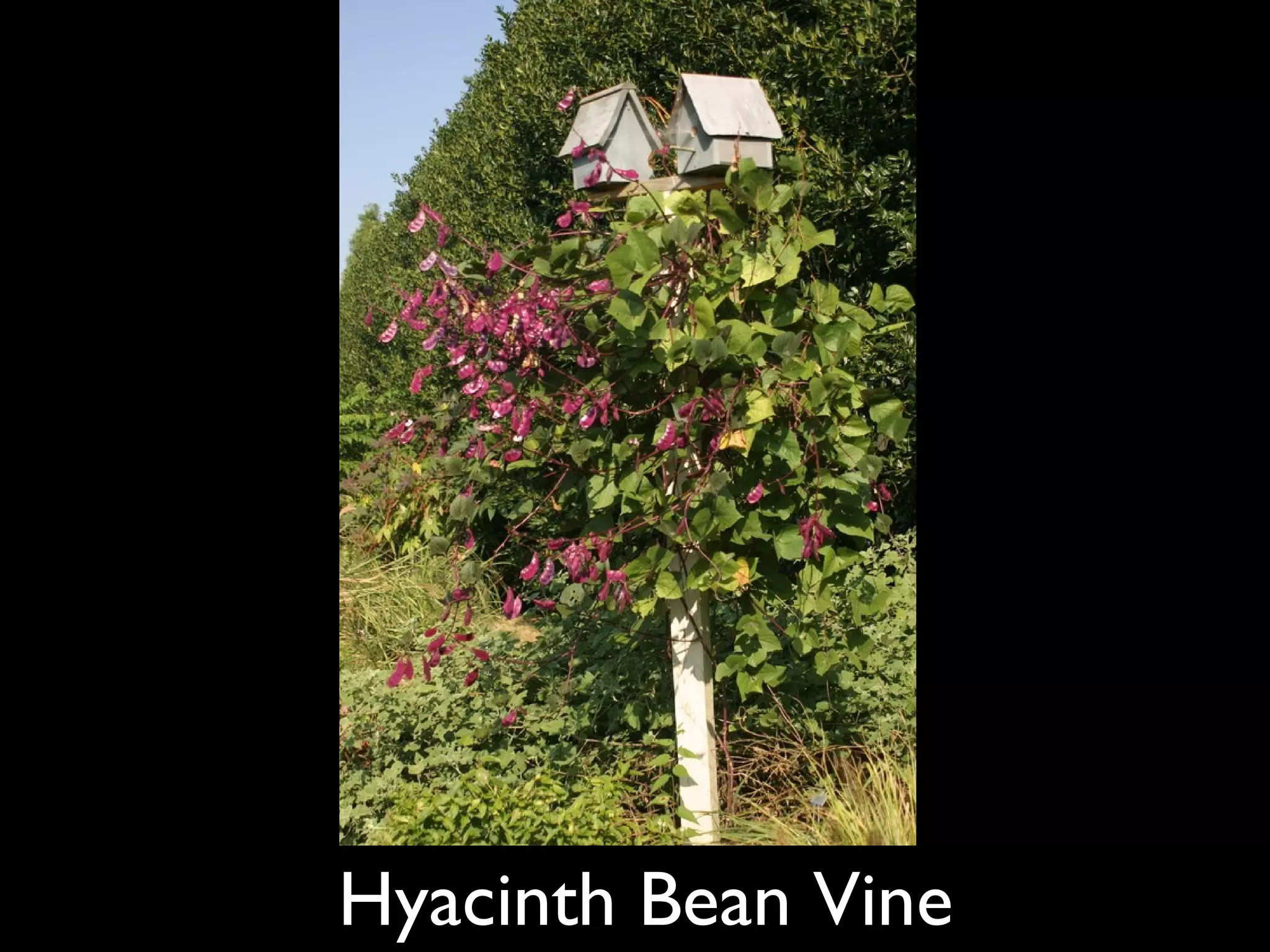 Hyacinth Bean Vine 