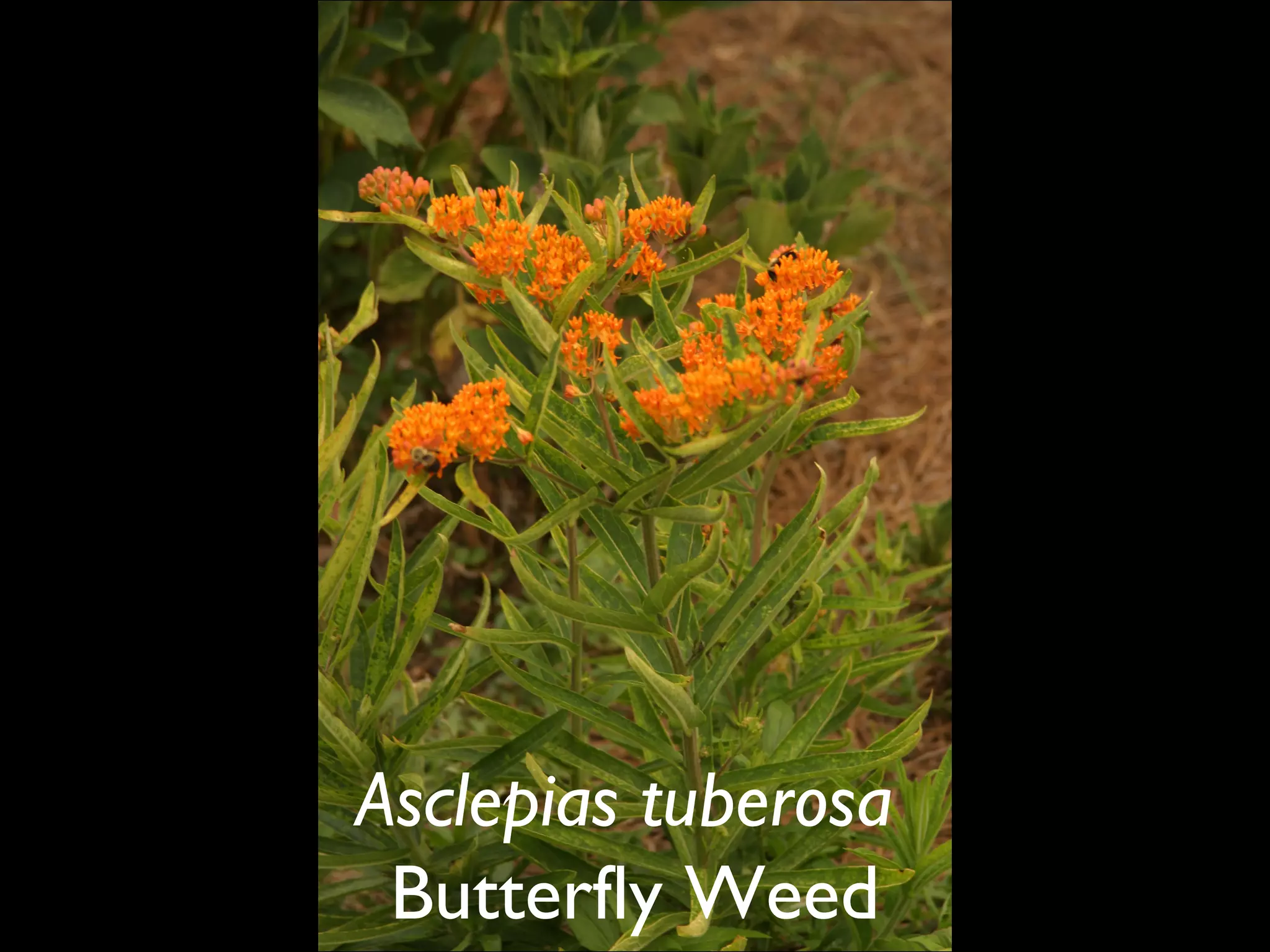 Asclepias tuberosa   Butterfly Weed  