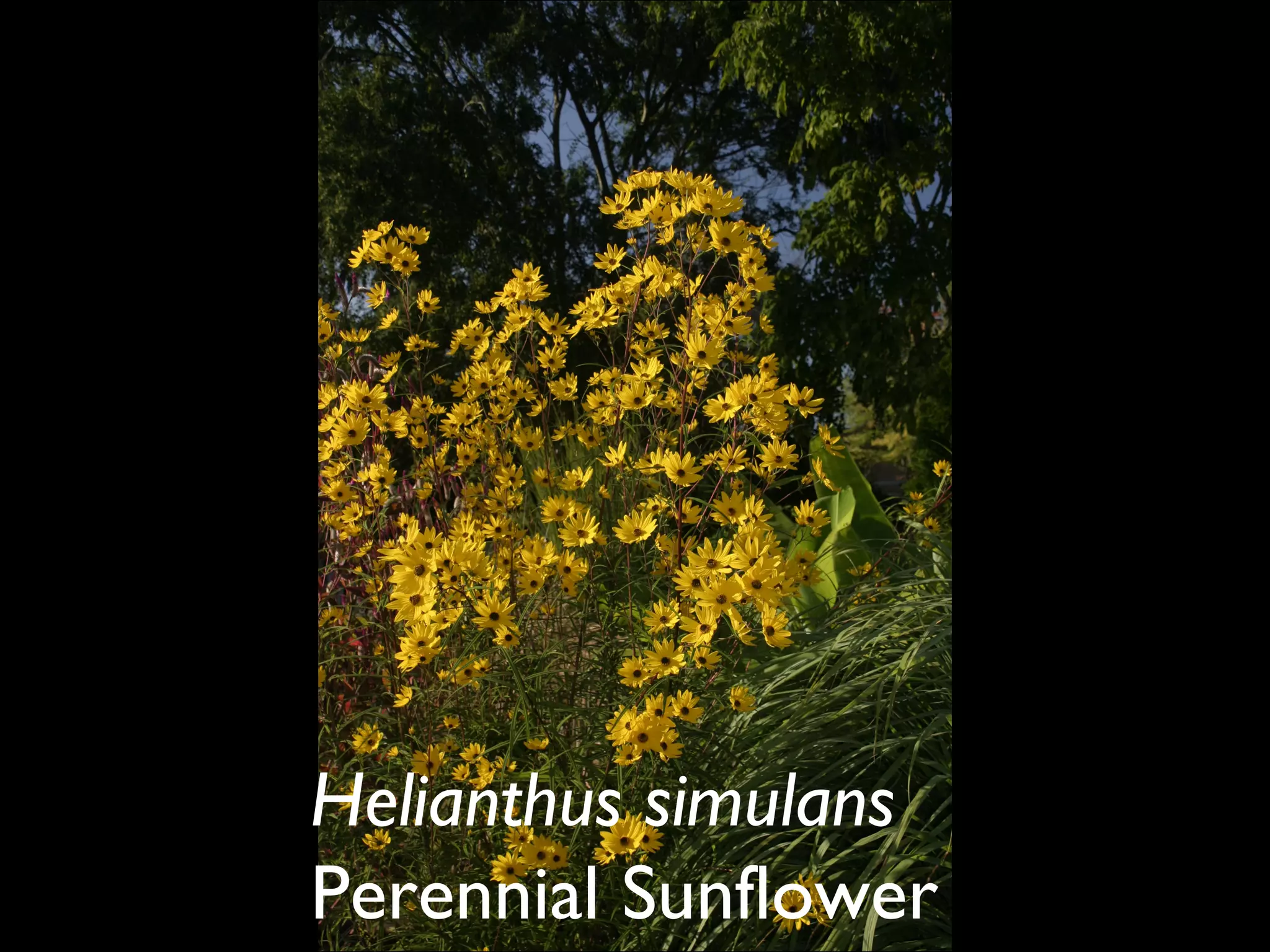 Helianthus simulans  Perennial Sunflower  