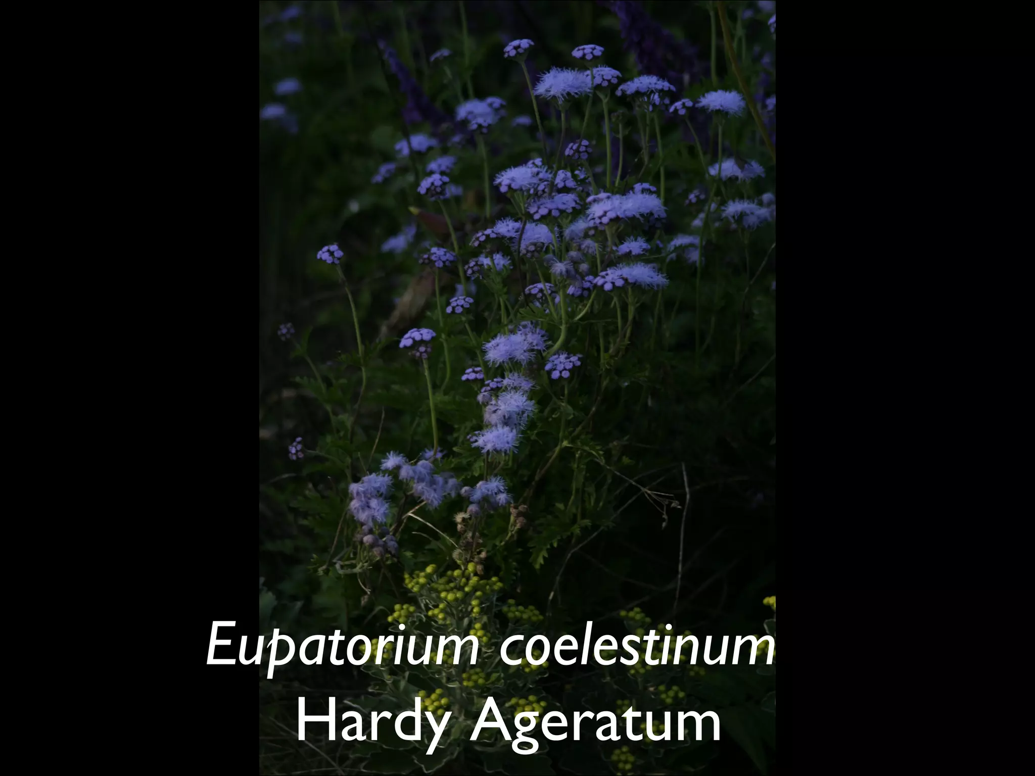 Eupatorium coelestinum   Hardy Ageratum  