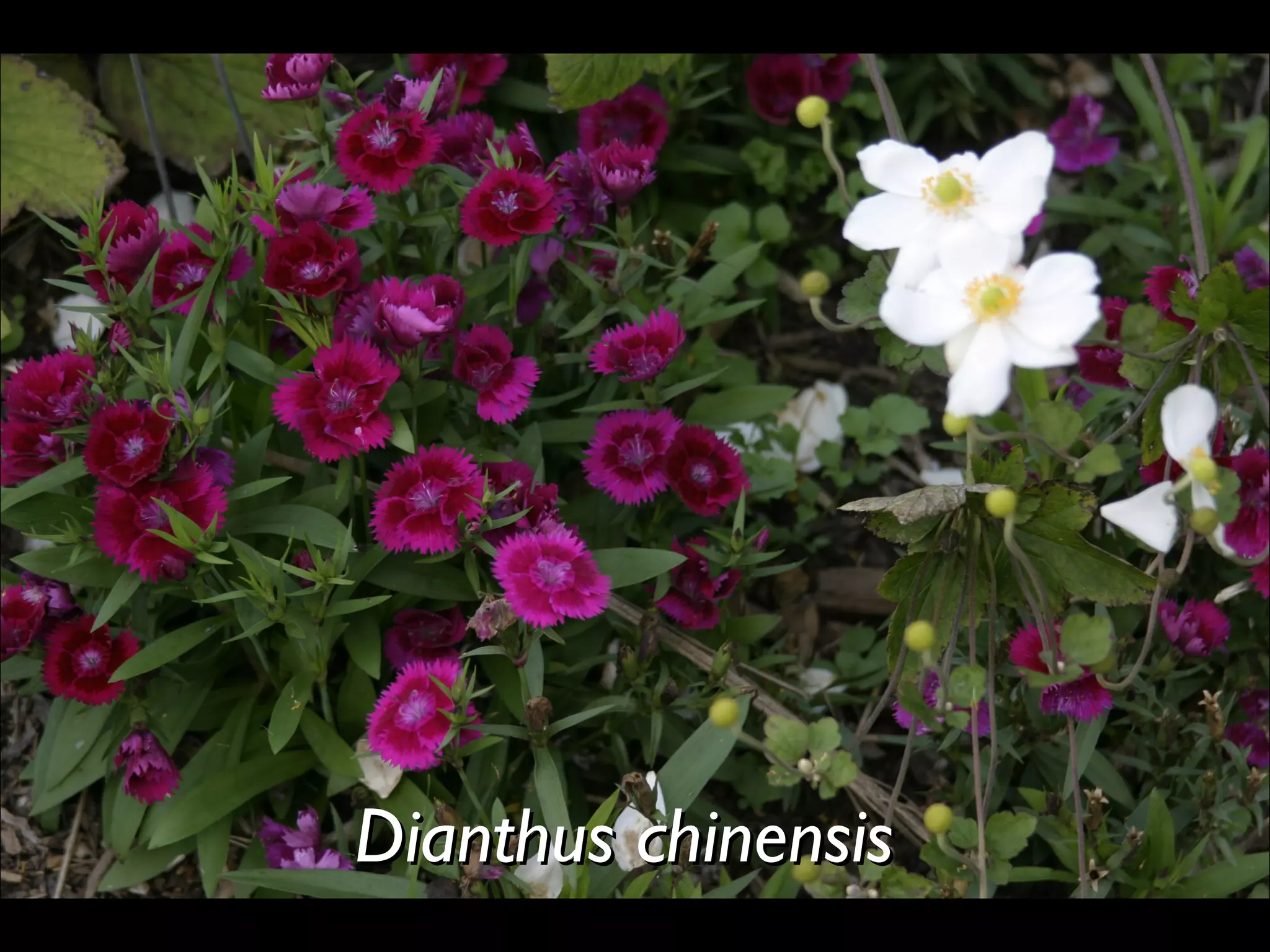 Dianthus chinensis  