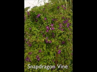 Snapdragon Vine  