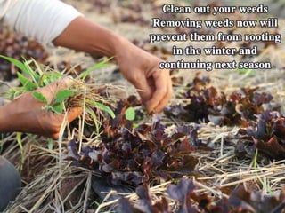 • Clean out your weeds – Removing weeds now will
prevent them from rooting deep in the winter and
continuing on next season.