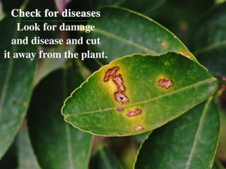 • Check for diseases - Look for damage and disease
and cut it away from the plant.