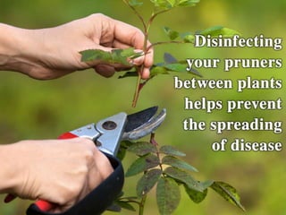 • Disinfect Pruners – Disinfecting your pruners
between plants helps stop spreading of disease