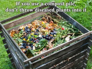 • If you use a compost pile, don’t throw diseased
plants into it