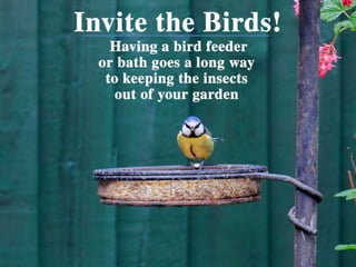 • Invite the Birds! – Having a bird feeder or bath in
your garden goes a long way to keeping the insect
population in control.