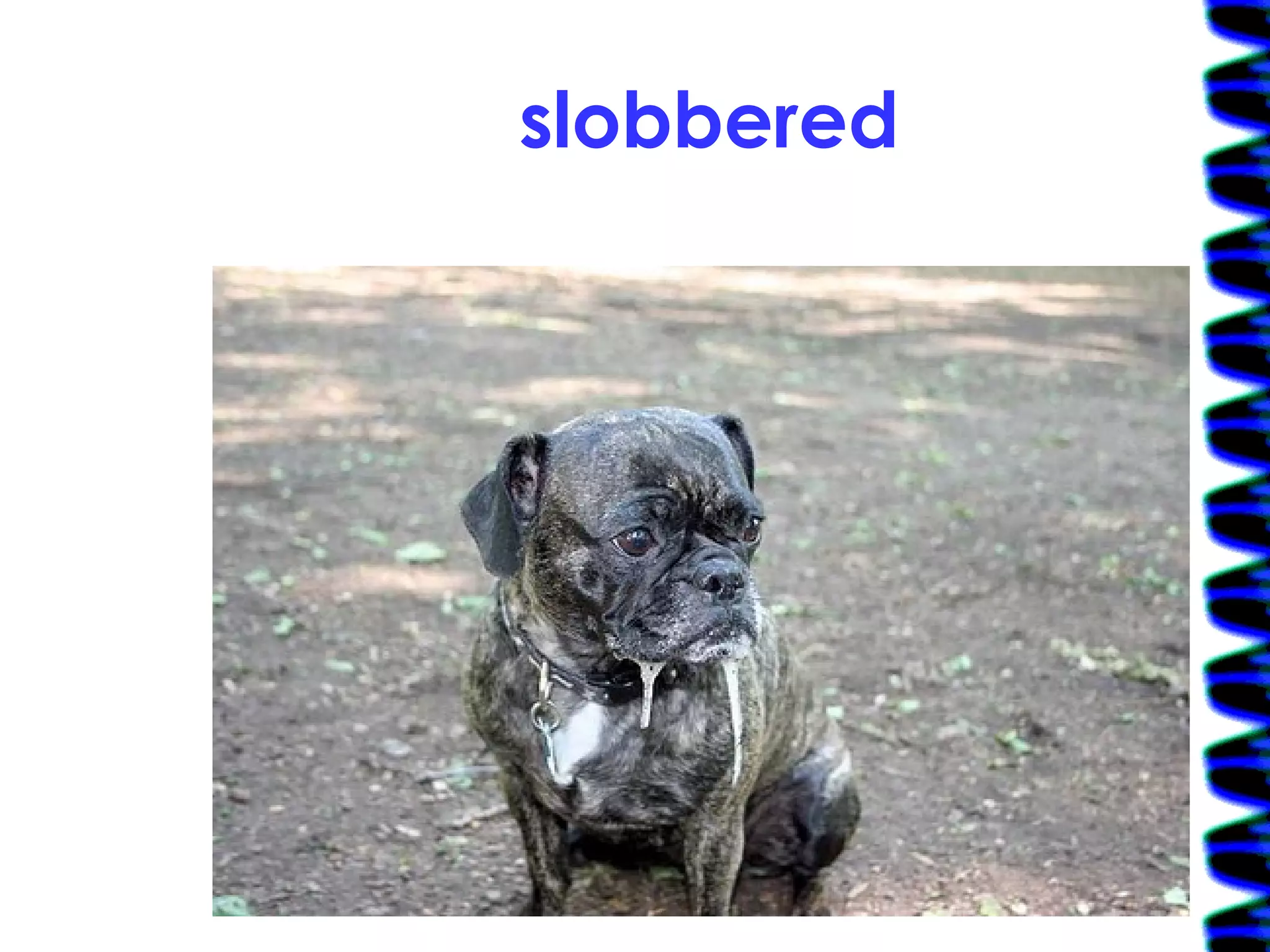 slobbered 