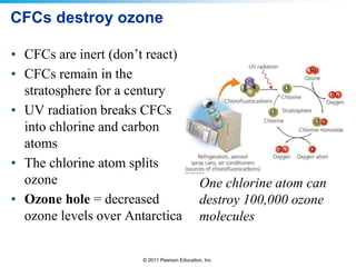 © 2011 Pearson Education, Inc.
CFCs destroy ozone
• CFCs are inert (don’t react)
• CFCs remain in the
stratosphere for a century
• UV radiation breaks CFCs
into chlorine and carbon
atoms
• The chlorine atom splits
ozone
• Ozone hole = decreased
ozone levels over Antarctica
One chlorine atom can
destroy 100,000 ozone
molecules
 