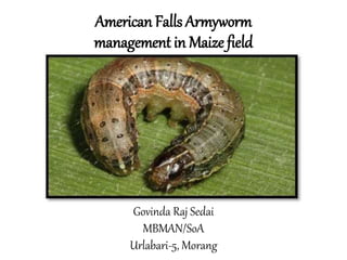 American Falls Armyworm
management in Maize field
Govinda Raj Sedai
MBMAN/SoA
Urlabari-5, Morang
 