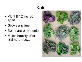 Kale
● Plant 8-12 inches
apart
● Grows anytime!
● Some are ornamental
● Mulch heavily after
first hard freeze
 