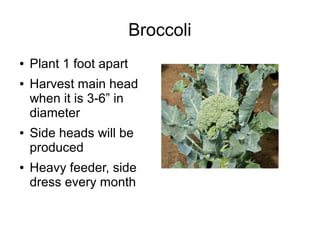 Broccoli
● Plant 1 foot apart
● Harvest main head
when it is 3-6” in
diameter
● Side heads will be
produced
● Heavy feeder, side
dress every month
 