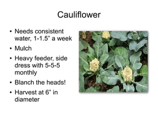 Cauliflower
● Needs consistent
water, 1-1.5” a week
● Mulch
● Heavy feeder, side
dress with 5-5-5
monthly
● Blanch the heads!
● Harvest at 6” in
diameter
 