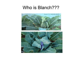 Who is Blanch???
 