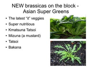 NEW brassicas on the block -
Asian Super Greens
● The latest “it” veggies
● Super nutritious
● Kmatsuna Tatsoi
● Mizuna (a mustard)
● Tatsoi
● Bakana
 