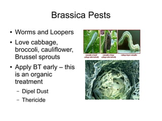 Brassica Pests
● Worms and Loopers
● Love cabbage,
broccoli, cauliflower,
Brussel sprouts
● Apply BT early – this
is an organic
treatment
– Dipel Dust
– Thericide
 