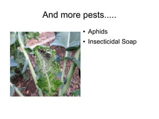 And more pests.....
● Aphids
● Insecticidal Soap
 