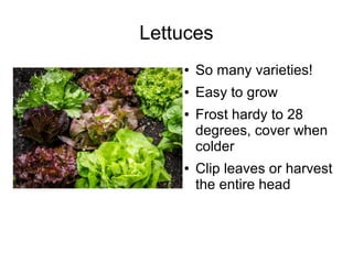 Lettuces
● So many varieties!
● Easy to grow
● Frost hardy to 28
degrees, cover when
colder
● Clip leaves or harvest
the entire head
 