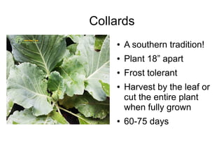 Collards
● A southern tradition!
● Plant 18” apart
● Frost tolerant
● Harvest by the leaf or
cut the entire plant
when fully grown
● 60-75 days
 