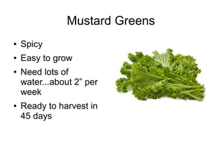 Mustard Greens
● Spicy
● Easy to grow
● Need lots of
water...about 2” per
week
● Ready to harvest in
45 days
 