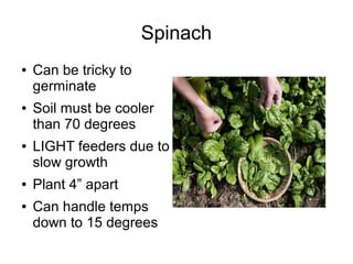 Spinach
● Can be tricky to
germinate
● Soil must be cooler
than 70 degrees
● LIGHT feeders due to
slow growth
● Plant 4” apart
● Can handle temps
down to 15 degrees
 